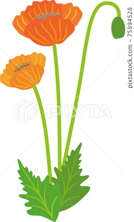 罌粟花 75894528
