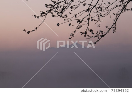 Sakura and Mt. Tsukuba in the morning fog Sakura and Mt. Tsukuba in the morning fog 75894562