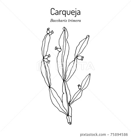 Carqueja, Baccharis trimera, medicinal plant 75894586