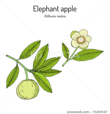 Elephant apple, or chalta Dillenia indica , edible plant Elephant apple, or chalta Dillenia indica , edible plant 75894587