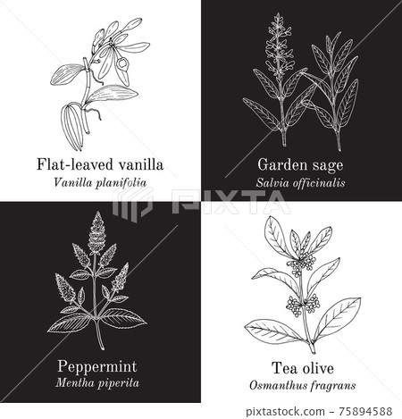Set of aromaric edible and medicinal plants Set of aromaric edible and medicinal plants 75894588