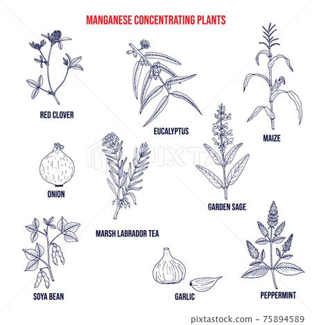 Collection of medicinal plants concentrating manganese 75894589