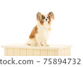 Papillon 白色背景坐 75894732