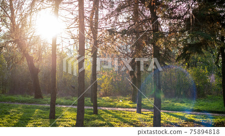 Naturscape in a forest 75894818