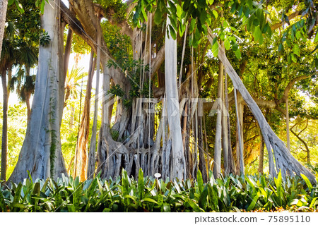Ficus tree. gPlant in a park in Puerto de la Cruz. Northern Tenerife, Canary Islands, Spain 75895110