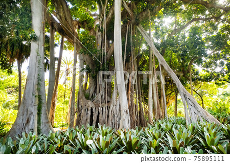 Puerto de la Cruz, Tenerife, islas Canarias, gran rbol de ficus en el Jard n bot nico 75895111