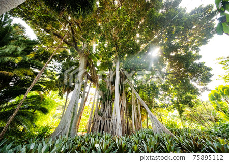 Ficus tree. gPlant in a park in Puerto de la Cruz. Northern Tenerife, Canary Islands, Spain 75895112