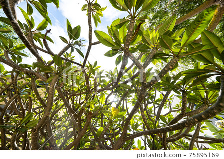 Green leaves of trees, against the sky, foliage of tropical trees Green leaves of trees, against the sky, foliage of tropical trees 75895169