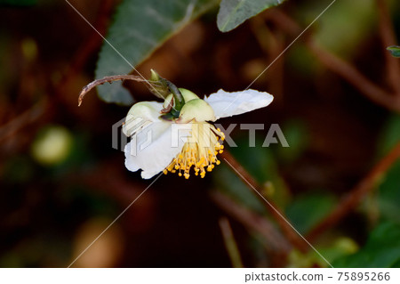 White flower blooming in Mitaka Nakahara White flower blooming in Mitaka Nakahara 75895266