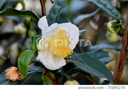 開花在三鷹中原的白花 開花在三鷹中原的白花 75895270