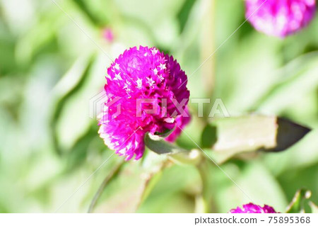 三鷹中原盛開的粉紅色莧菜 75895368