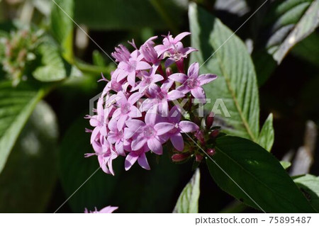 在三鷹中原盛開的粉紅色五角星形花 75895487
