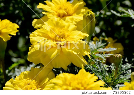 Yellow marigold flower blooming in Mitaka Nakahara Yellow marigold flower blooming in Mitaka Nakahara 75895562