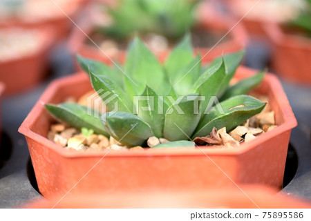 Green Cactus Succulent Small Plant Home Garden Green Cactus Succulent Small Plant Home Garden 75895586