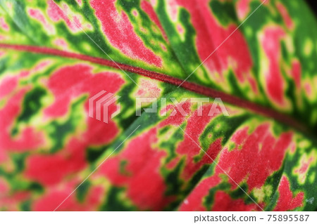 Close up of green leaf nature background Close up of green leaf nature background 75895587