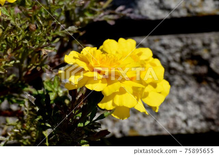 Yellow marigold flower blooming in Mitaka Nakahara Yellow marigold flower blooming in Mitaka Nakahara 75895655