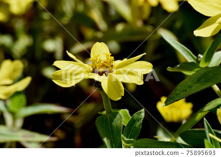 三鷹中原盛開的黃色百日草 75895693