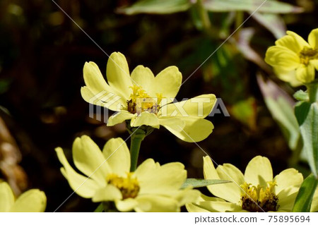 Yellow zinnia flowers blooming in Mitaka Nakahara Yellow zinnia flowers blooming in Mitaka Nakahara 75895694