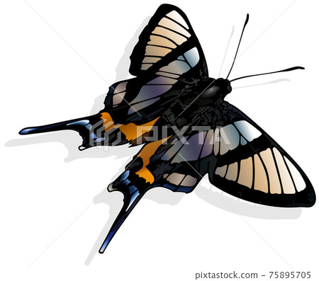 Sylphina Angel Sylphina Angel 75895705