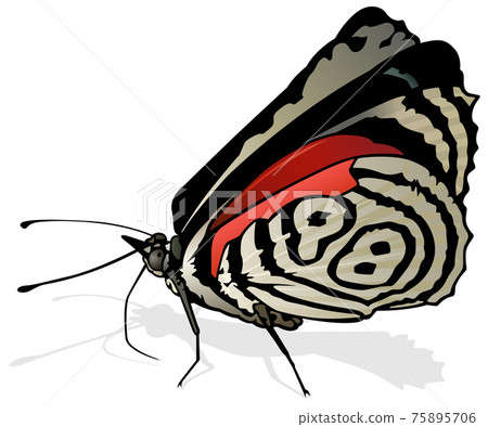 Eighty-eight Butterfly Eighty-eight Butterfly 75895706