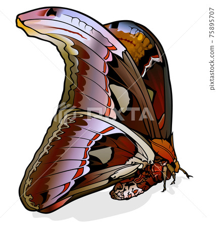 Atlas Moth Atlas Moth 75895707