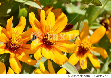 Orange zinnia flowers blooming in Mitaka Nakahara Orange zinnia flowers blooming in Mitaka Nakahara 75895746