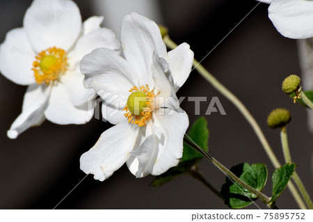 白海葵鮮花盛開在三鷹中原 白海葵鮮花盛開在三鷹中原 75895752