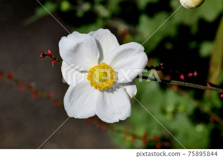 白海葵鮮花盛開在三鷹中原 75895844