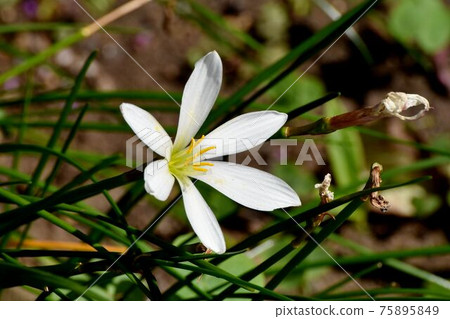 White zephyrlily flowers blooming in Mitaka Nakahara 75895849