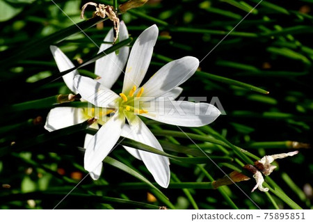 中田三鷹盛開的白色西風花 75895851