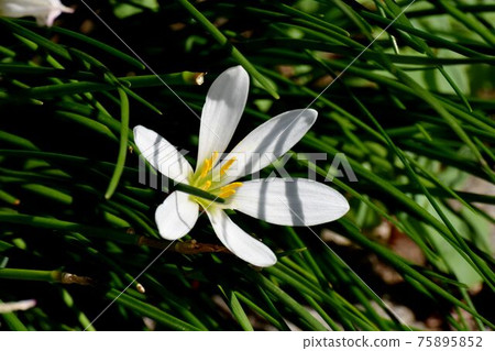 中田三鷹盛開的白色西風花 75895852