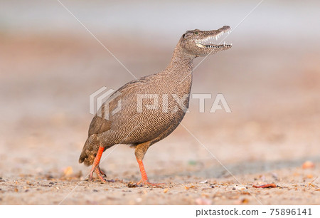 Red-billed francolin with crocodile head 75896141