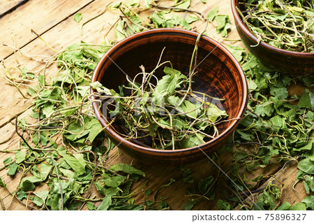 Orthilia secunda,healing herbs on wooden table 75896327