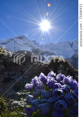 尼泊爾戈拉克謝普和大本營之間的珠穆朗瑪峰和鮮花 75896433
