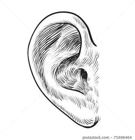 Hand drawn ear Hand drawn ear 75896464