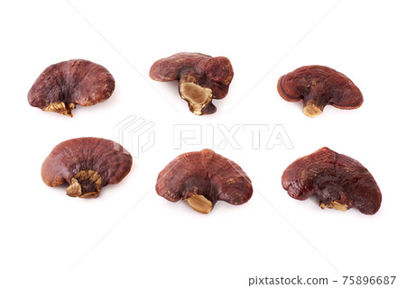 Lingzhi Mushroom Ganoderma Lucidum Isolated on white background 75896687