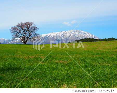 一棵明亮的唯一櫻桃樹 75896917