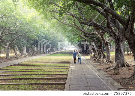 東海大學文理大道的樹蔭 75897375