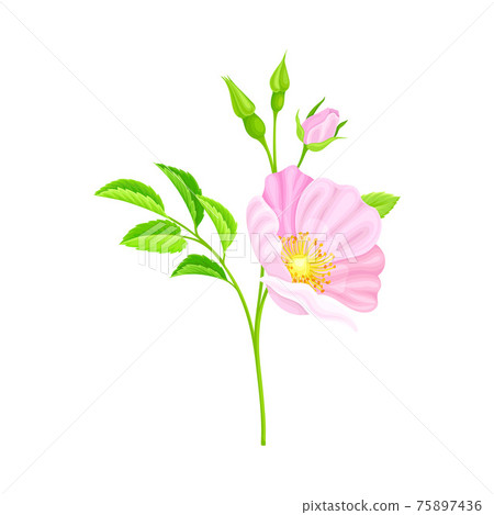 Rosa Canina or Dog Rose with Pale Pink Flower and Green Pinnate Leaves on Stem Vector Illustration Rosa Canina or Dog Rose with Pale Pink Flower and Green Pinnate Leaves on Stem Vector Illustration 75897436