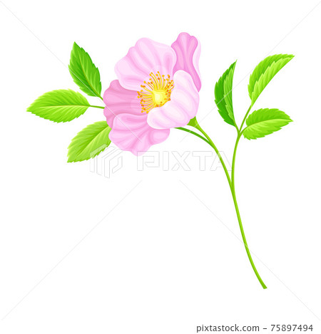 Dog Rose, Rosa Canina or Rosehip with Pale Pink Flower and Green Pinnate Leaves on Stem Vector Illustration 75897494