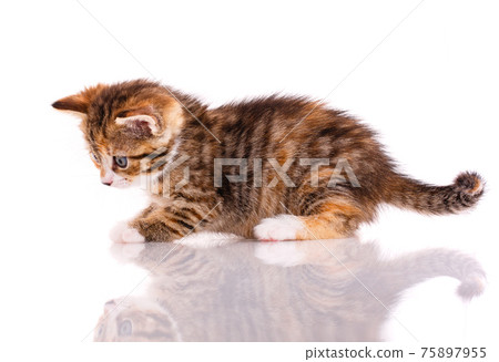 Funny curious cat on a white background. 75897955