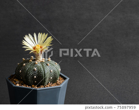 Cactus flower yellow colours full bloom Astrophytum Asterias cactus flowers 75897959