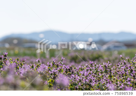 Henbit deadnettle and spring light blooming in the spring field 75898539