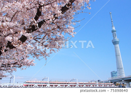 盛開的櫻花、天空樹和特快 75898640