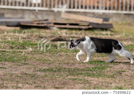 Walking cat Walking cat 75899622