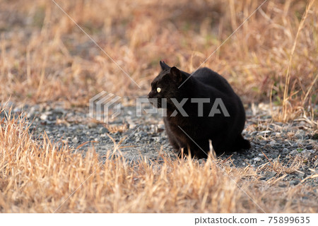 Black cat Black cat 75899635