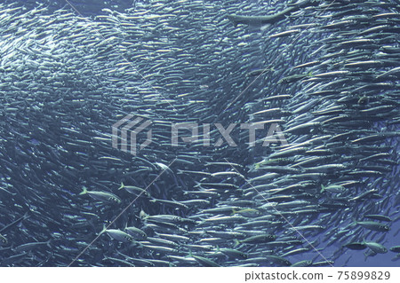 沙丁魚部落 75899829