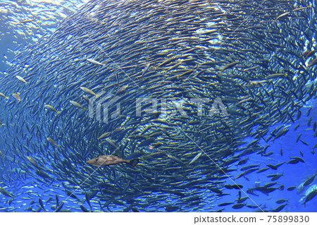 沙丁魚部落 沙丁魚部落 75899830