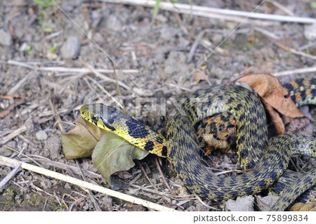 Yamagashi Yamagashi 75899834