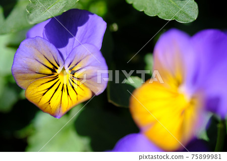 前面可愛的黃色和紫色中提琴 75899981